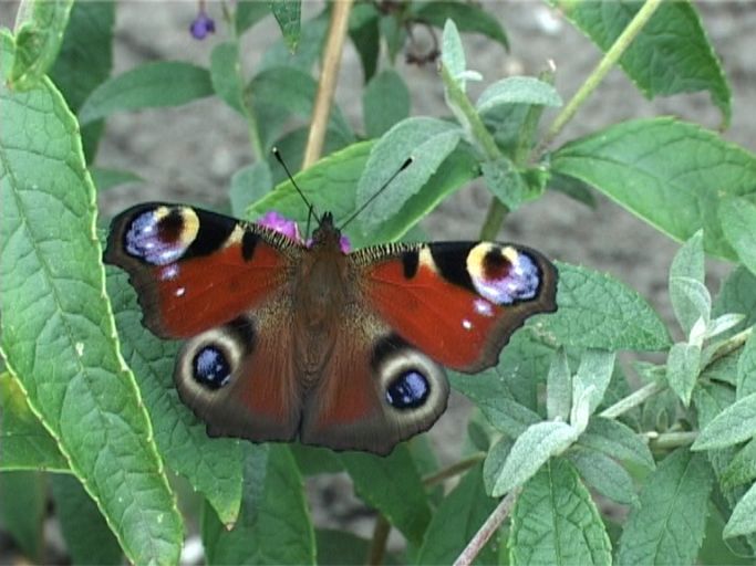 Tagpfauenauge ( Inachis io ), auf Sommerflieder : Moers, in unserem Garten, 11.09.2009